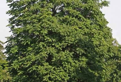 AILANTHUS ALTISSIMA (KOKARAĞAÇ)
